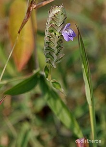 Rungia pectinata flower11.jpg